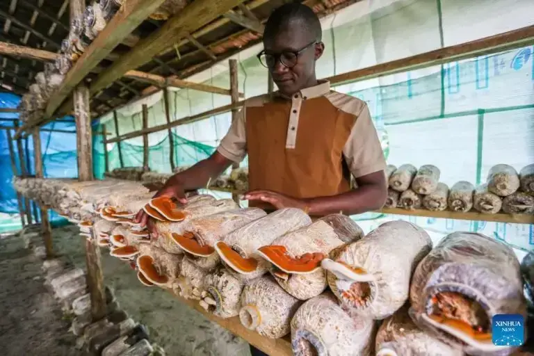 Feature: How spark of Chinese Juncao ignites “open-source” transformation for Tanzanian youth